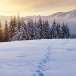 About the Snow Dwarves